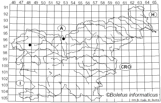 <i>Cheilosia chrysocoma</i> Meigen