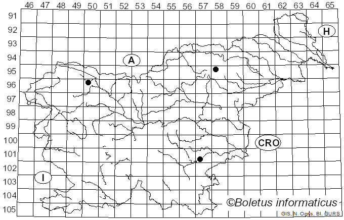 <i>Gymnopus impudicus</i> (Fr.) Antonín, Halling & Noordel. (1997)