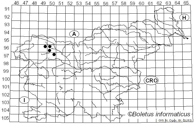 <i>Podostroma leucopus</i> P. Karst. (1892)